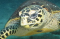   Carret Turtle inviting me simultanious flying  